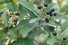 Syzygium caryophyllatum